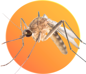 Disseny sense títol (15)